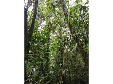 FINCA