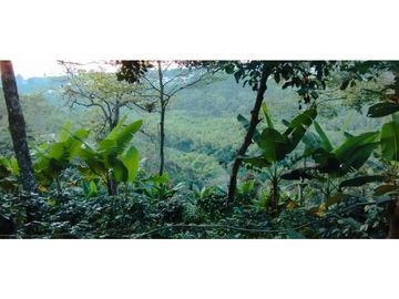 Se Vende Finca Cafetera Cañon DelRio Quindio La Bella