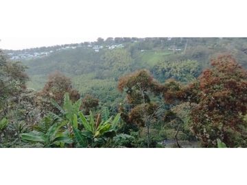 Se Vende Finca Cafetera Cañon DelRio Quindio La Bella