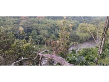 Se Vende Finca Cafetera Cañon DelRio Quindio La Bella