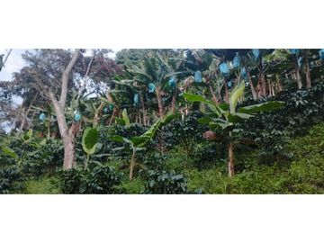 Se Vende Finca Cafetera Cañon DelRio Quindio La Bella