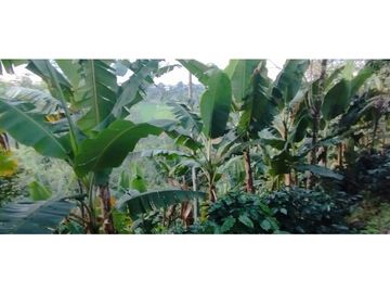 Se Vende Finca Cafetera Cañon DelRio Quindio La Bella