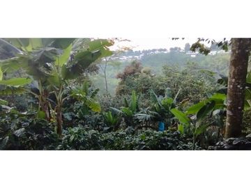 Se Vende Finca Cafetera Cañon DelRio Quindio La Bella