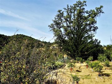 Agrícola en Venta en La Isla - La Vega, Cuesta La Dormida - Olmué