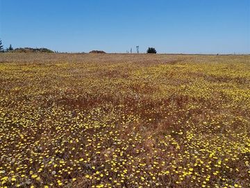 Sitio en Venta en cauquenes región del maule