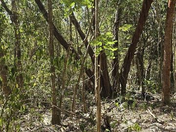 Venta, Terreno con Cenote, Valladolid, Yucatán