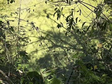 Venta, Terreno con Cenote, Valladolid, Yucatán
