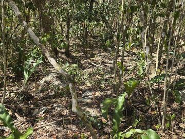 Venta, Terreno con Cenote, Valladolid, Yucatán
