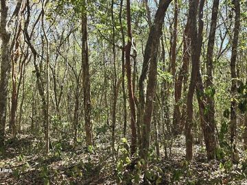 Venta, Terreno con Cenote, Valladolid, Yucatán