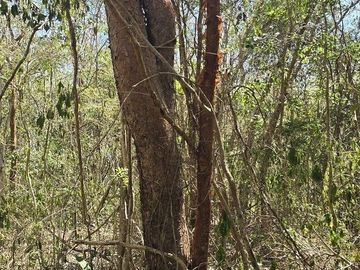 Venta, Terreno con Cenote, Valladolid, Yucatán