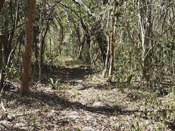 Venta, Terreno con Cenote, Valladolid, Yucatán