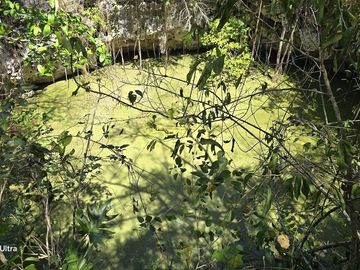 Venta, Terreno con Cenote, Valladolid, Yucatán