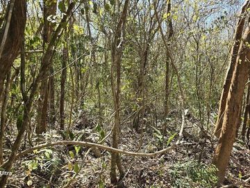 Venta, Terreno con Cenote, Valladolid, Yucatán