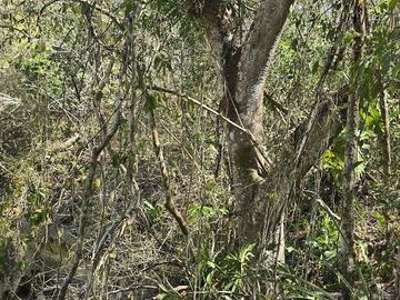 Venta, Terreno con Cenote, Valladolid, Yucatán