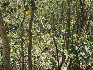 Venta, Terreno con Cenote, Valladolid, Yucatán