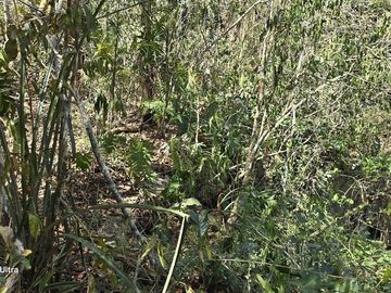 Venta, Terreno con Cenote, Valladolid, Yucatán