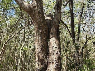 Venta, Terreno con Cenote, Valladolid, Yucatán
