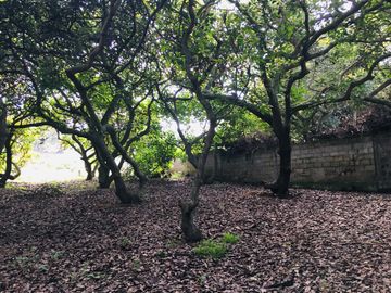 Venta Quinta Guayllabamba con árboles de aguacate