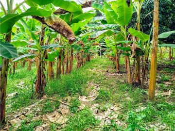 Se Vende Finca Pueblo Tapao Montenegro