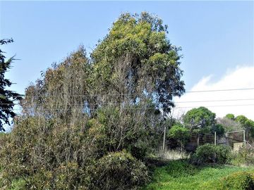 Terreno Construccion  en Venta en Playa Amarilla - Concón.