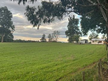 Agrícola en Venta en Playa San Pedro Lago Ranco