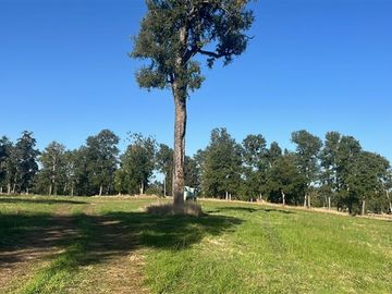 Agrícola en Venta en Camino Crucero Purranque a Hueyusca