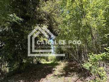 Campo Hermoso camino Panguipulli Los Lagos
