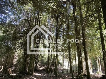 Campo Hermoso camino Panguipulli Los Lagos