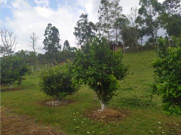 OPORTUNIDAD DE INVERSION, FINCA EN VENTA, SALENTO QUINDIO