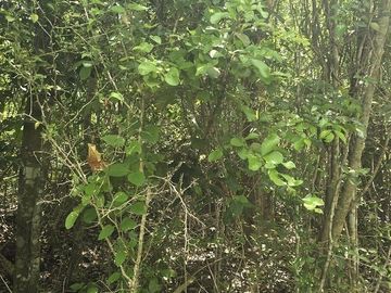 Terreno en Venta, 12 Ha sin construcciones, sobre carretera Valladolid-Temozon,