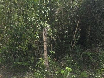 Terreno en Venta, 12 Ha sin construcciones, sobre carretera Valladolid-Temozon,