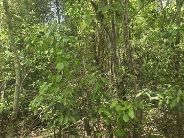 Terreno en Venta, 12 Ha sin construcciones, sobre carretera Valladolid-Temozon,