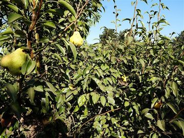 Agrícola en Venta en Quillota Urbano