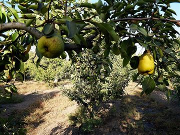 Agrícola en Venta en Quillota Urbano