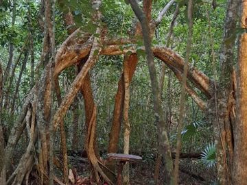 Terreno con Villa y Cenote en Ruta de Los Cenotes, Puerto Morelos