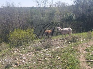 Ranchos Venta Montemorelos Zona Montemorelos 01-RV-12071