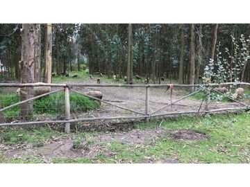 Lasso, Terreno en Venta, 4916m2, Cos PB 15%, 2 Pisos
