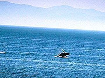 Vendo terreno con playa para inversión en Isla del Novillero, Tecuala, Nayarit.