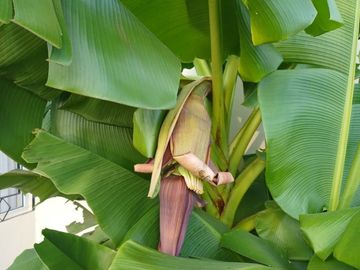 Casa en Fracc. Residencial Buenos Aires, Nogeras, Col