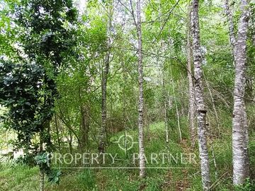 Parcela con Cabaña y Bosque nativo a solo 20 minutos del centro de Panguipulli