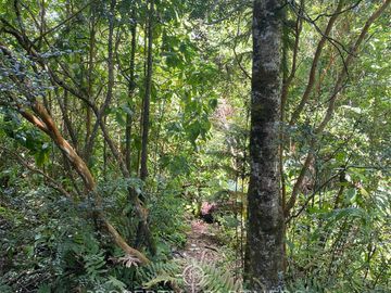 Parcela con Casa y Bosque en Panguipulli Ñancul, a minutos de lindas Playas.