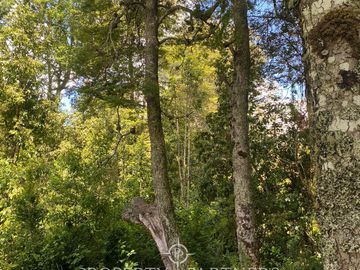 Parcela con Casa y Bosque en Panguipulli Ñancul, a minutos de lindas Playas.