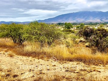 Hermosa parcela de 10.000 m/2 en Condominio La Foresta de Zapallar