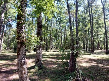 Gran parcela con bosque nativo