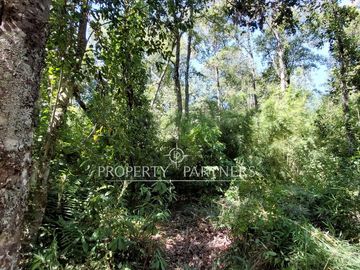 Gran parcela con bosque nativo