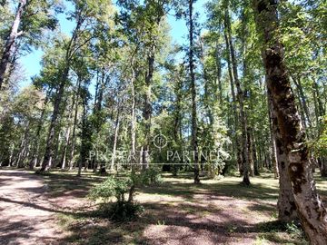 Gran parcela con bosque nativo