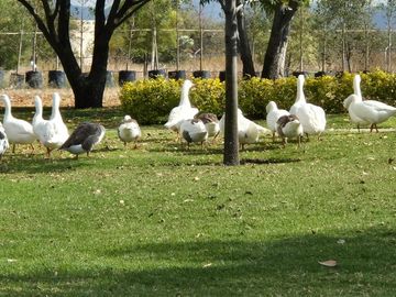 TERRENO EN VENTA QUERETARO EN EL FARO DE LOS CISNES