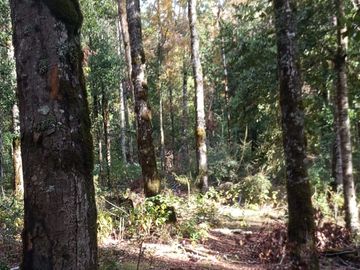 4 lotes de 5 Ha cada en Los Tayos Altos