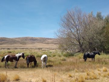 Campo en venta