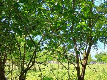Venta Terreno Lote Casa Pileta 1 Hectárea Cañuelas